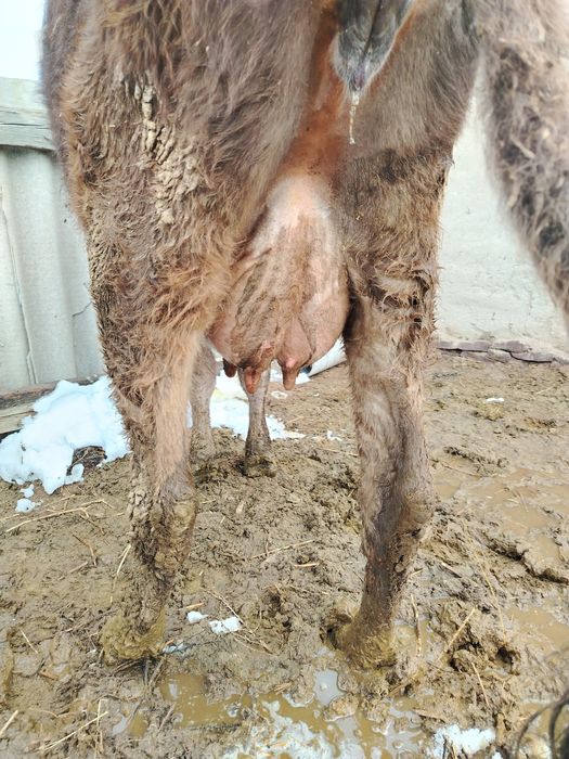 Корова с теленком