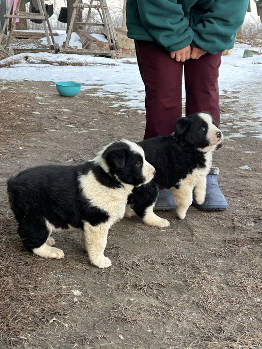 Щенки Тобета крупные