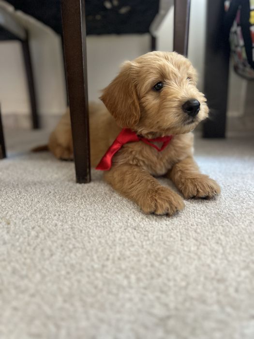 Goldendoodle super