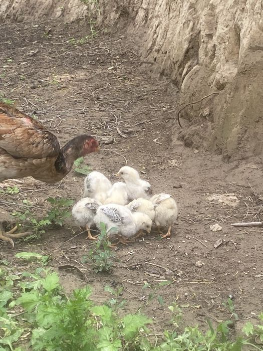 Продам дакан цеплята