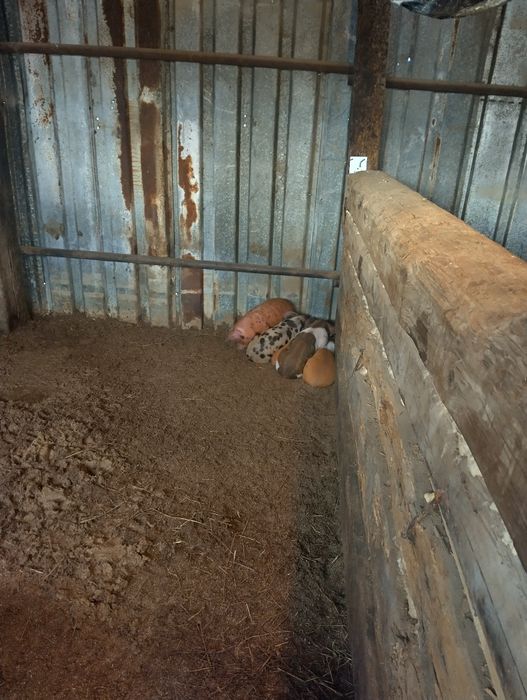 Продавам прасета на 4месеца и продавам и малки прасенца 29 дни