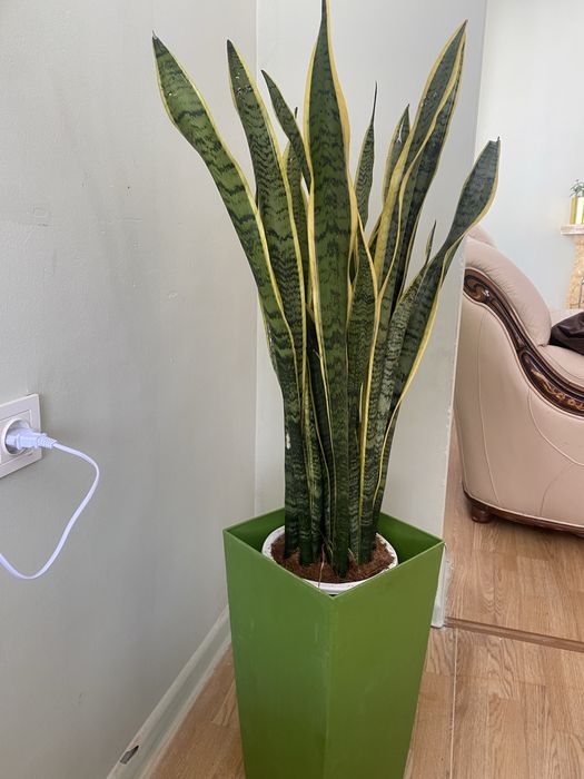 Продам комнатные цветы