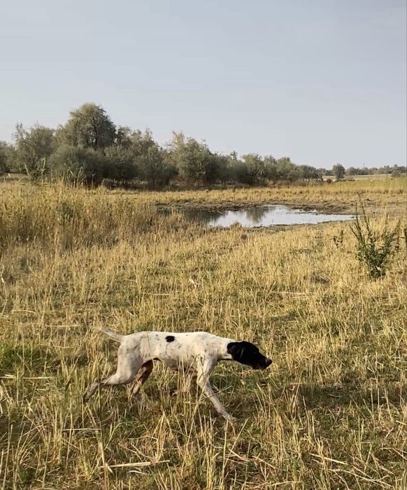 Курцхаар поинтер рабочий дратхар