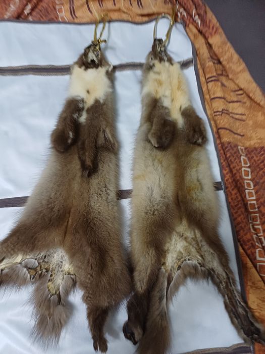 Продам шкуры куницы.