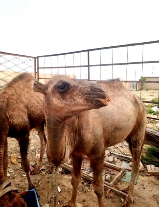 Тайлақты түйе сатылады немесе обмен машина