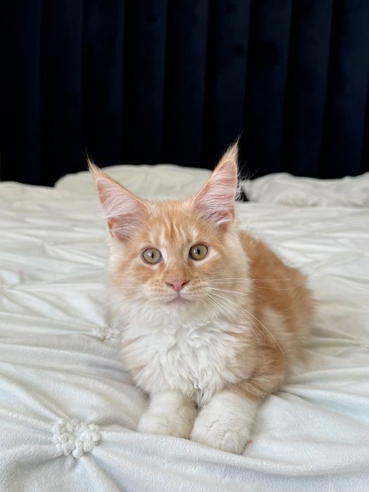 pisicuta maine coon