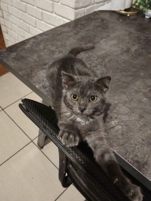 Кошечка серая 5 месяцев