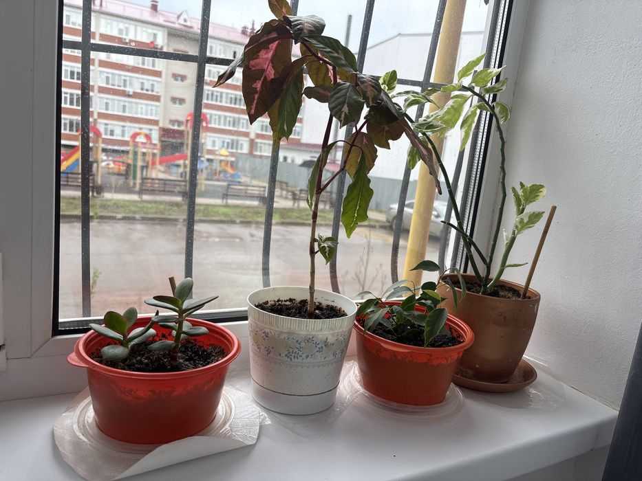 Домашние комнатные цветы