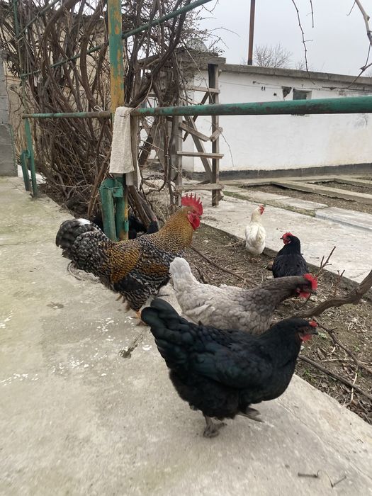 Петух Қораз  черный