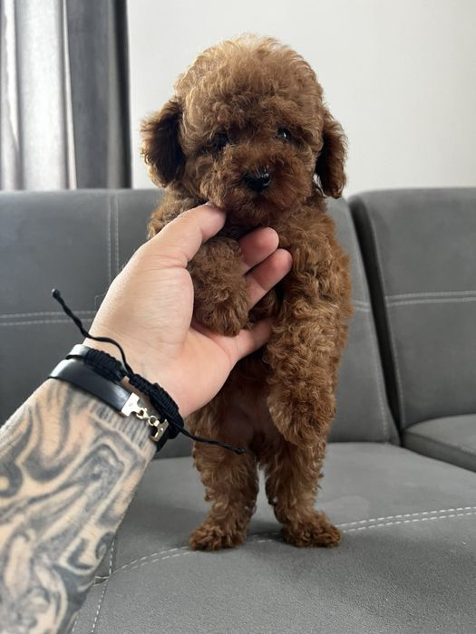 Пудел той Pudlle toy