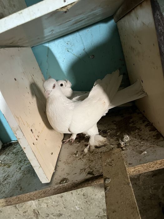 Хочу хочу продать очень хороший красивый