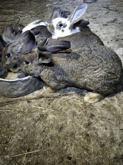 Продам кроликов.