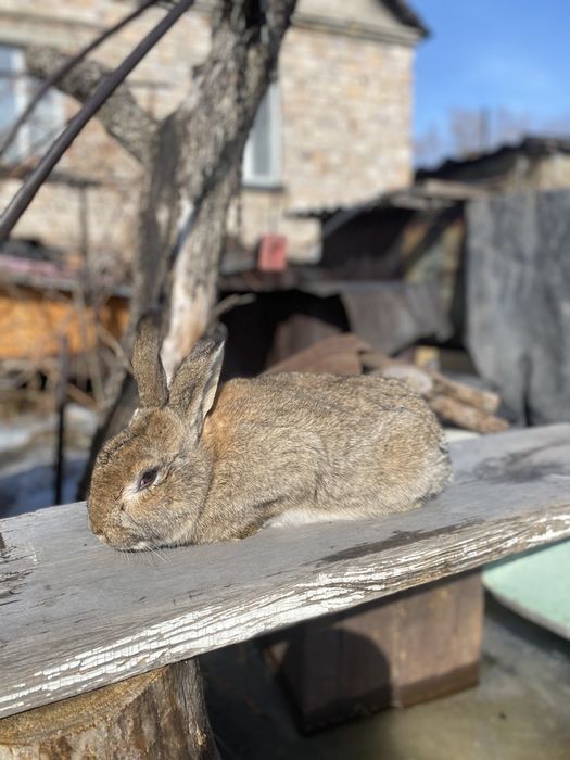 Кролик самец