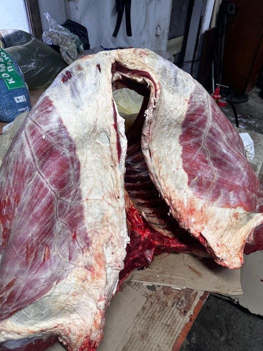 Семіз байталдар бар