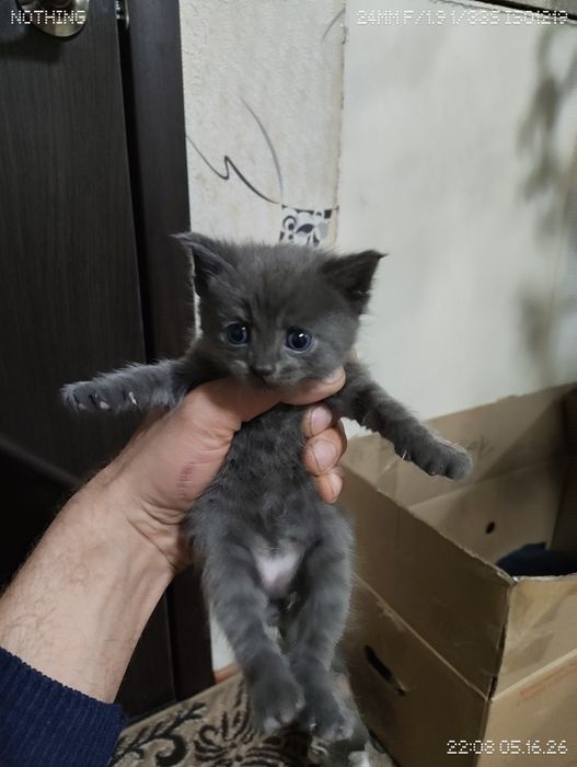 Котята очаровашки