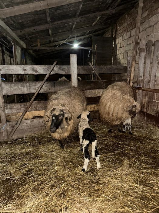 Vand oi cu miei si noatine