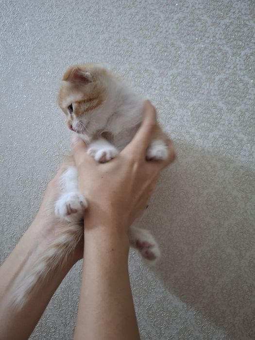 Продаются котята Шотландские Фолд