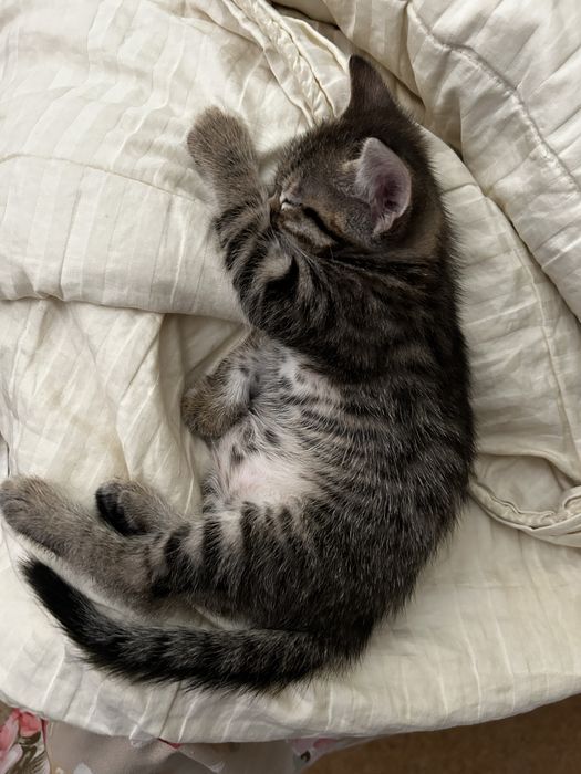 котята