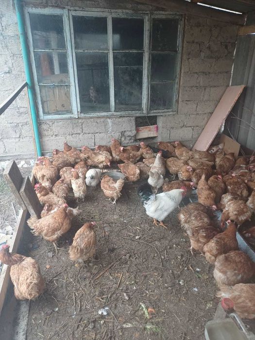 Продам домашних кур