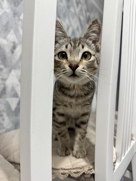 Котенка в добрые руки