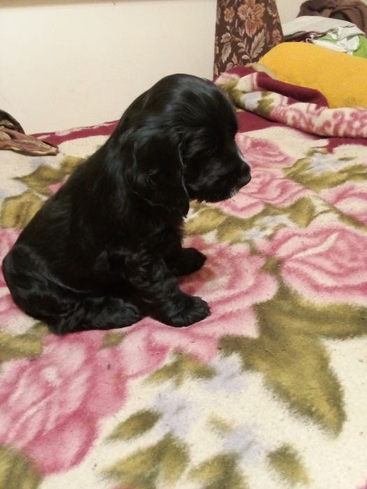 Продается америк спаниель девочка 1,5 мес