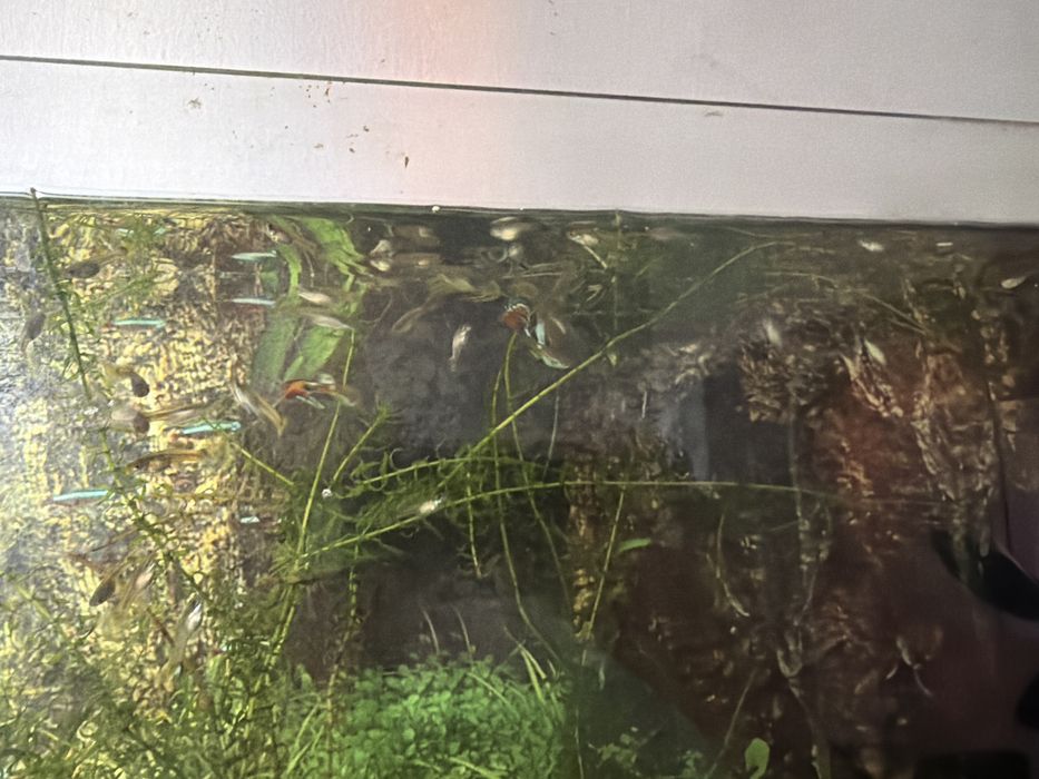 pesti  acvariu guppy/ancistrus
