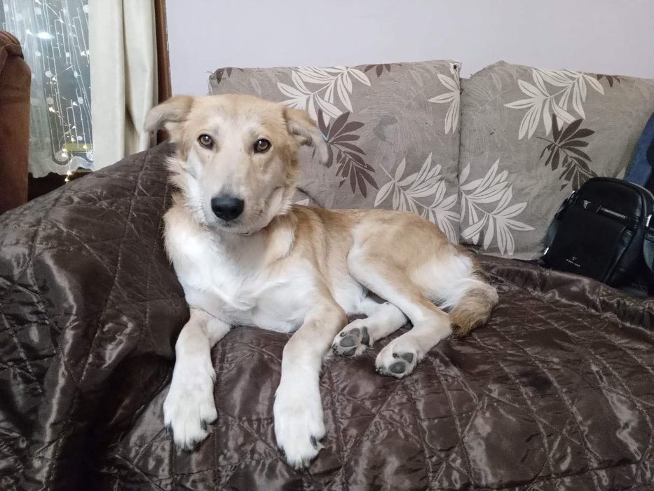 ЛИСА търси дом и стопани