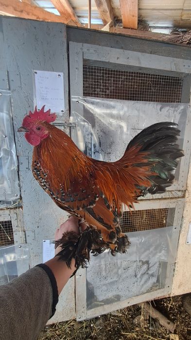 Vand gaini mii de flori!