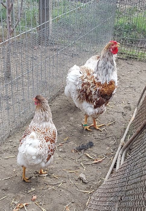 Familie Wyandotte splesh 3 gaini și 1 cocos