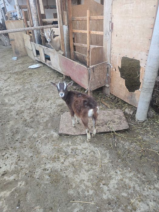 Австрийские козы