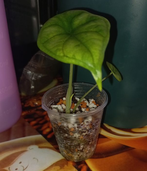 Продам деток алоказий