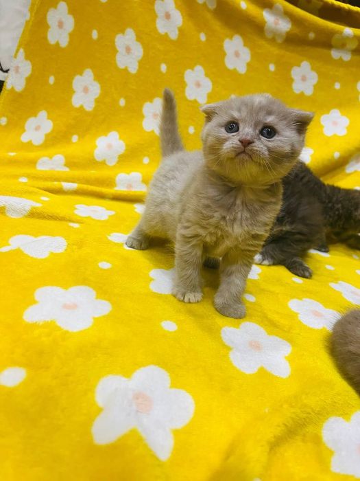 1 oylik Scottish Fold mushuk sotiladi