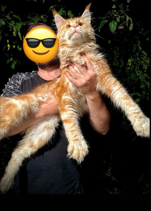 Кот Мейн-Кун  Вязка