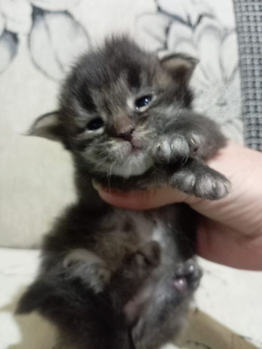 Котята породы Мейн Кун