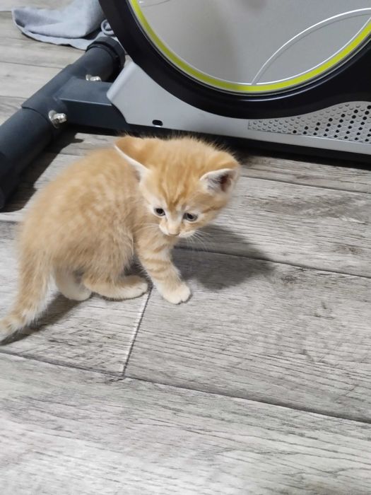 Отдам котят в хорошие руки