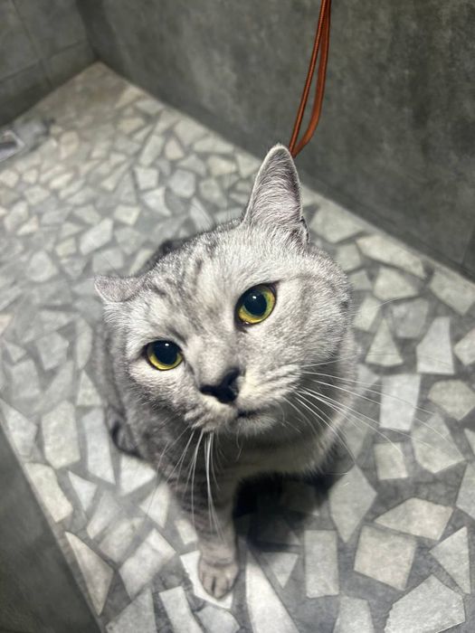 Груминг для кошек и собак - профессиональный уход