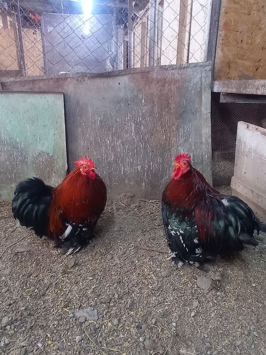 Продам молодых петушков карликового кохинхина