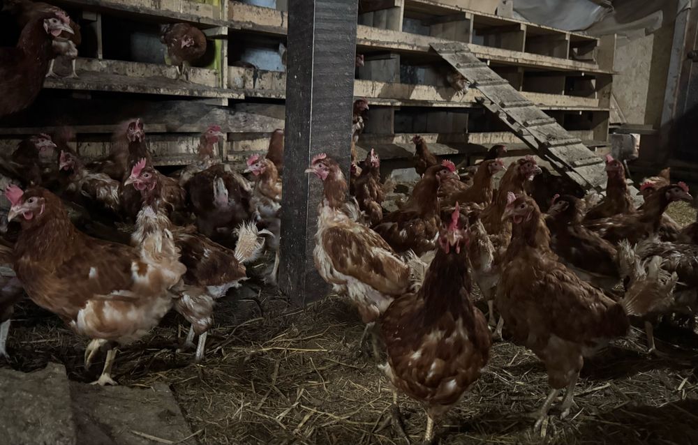 Продам курей несушек