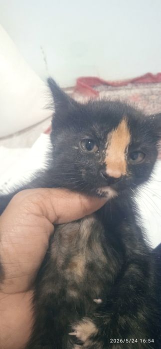 3 ойлик киз пишик 50.минг сум