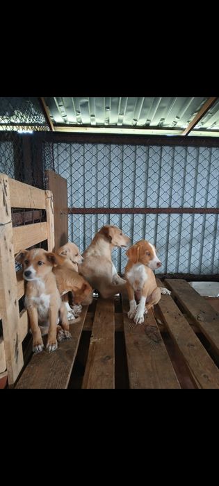 Мать с щенками в отлове