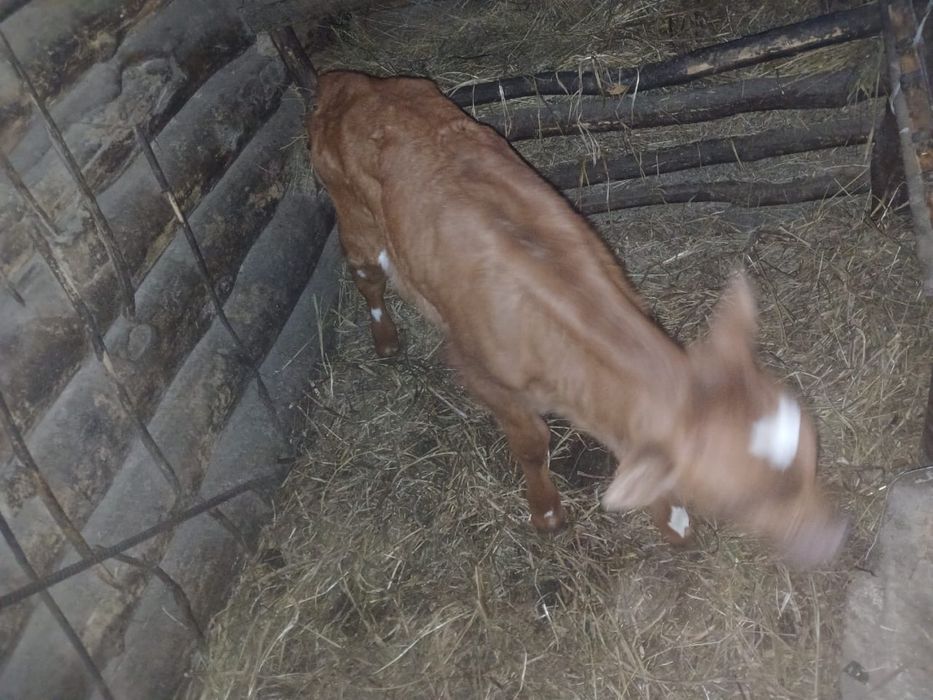 Продам теленка ( бычек)