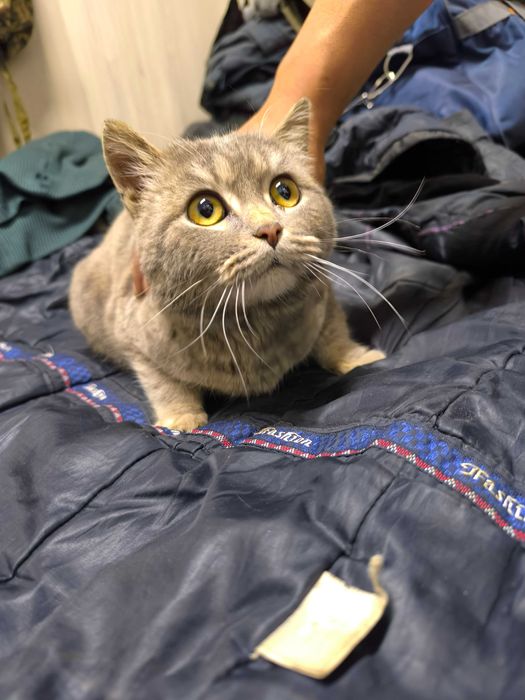 Продается кошка.Цена 15000 тг.