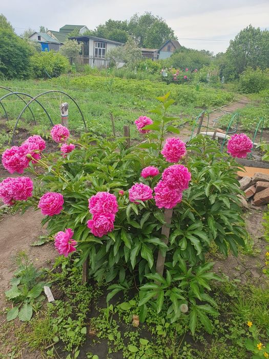 Продам дачу,,Тихая роща,,