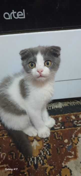 Продам вислоухих котят мальчики
