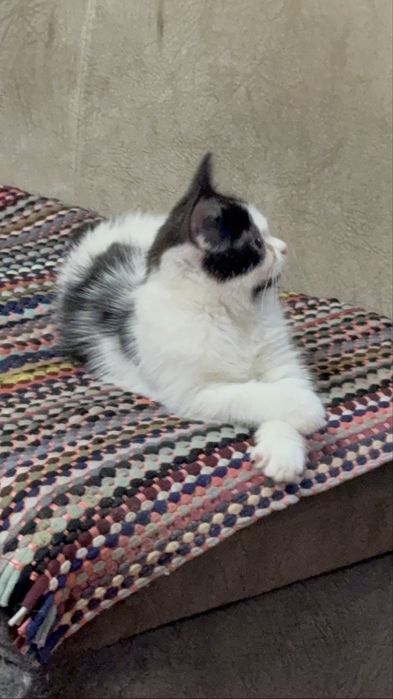 Персидские полукровки читать ниже