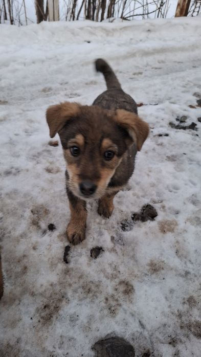 Щенки мальчик и девочка