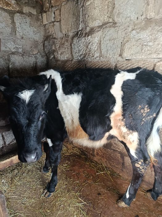 Продам тёлку голштин