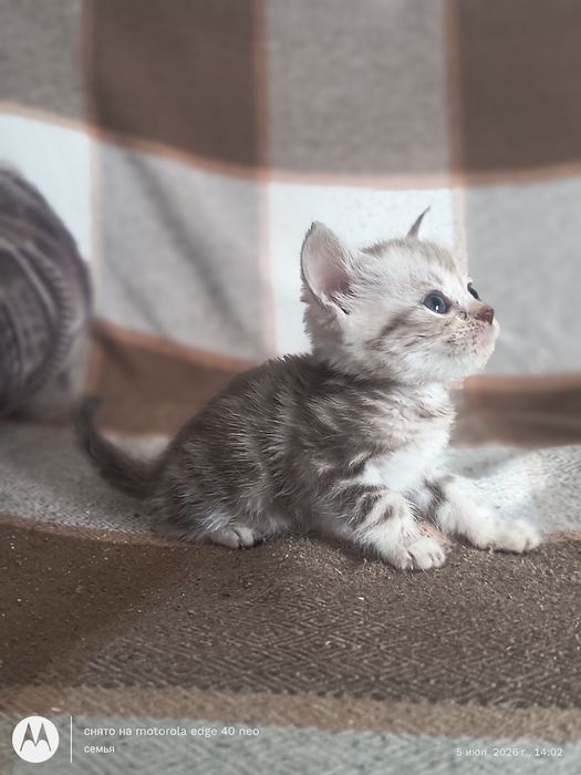 Продам шотландских котят