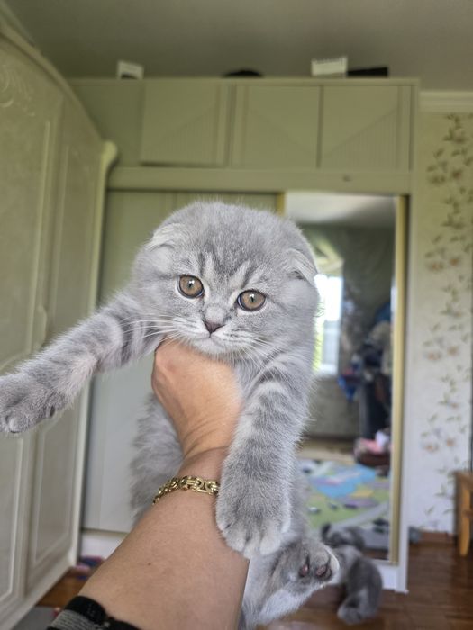 шотландская вислоухая кошка (скоттиш-фолд) с окрасом голубой (черно- с