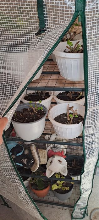 Sera pentru plante